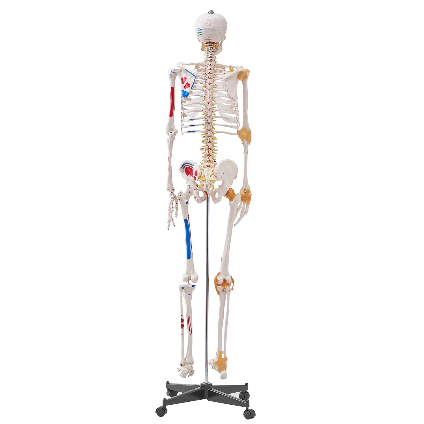 Human Skeleton Model for Anatomy, 1820 mm Life Size, Accurate PVC Anatomy Skeleton Model with Ligaments, Movable Arms, Legs & Jaw, with Muscle Origin & Insertion Points, for Professional Teaching