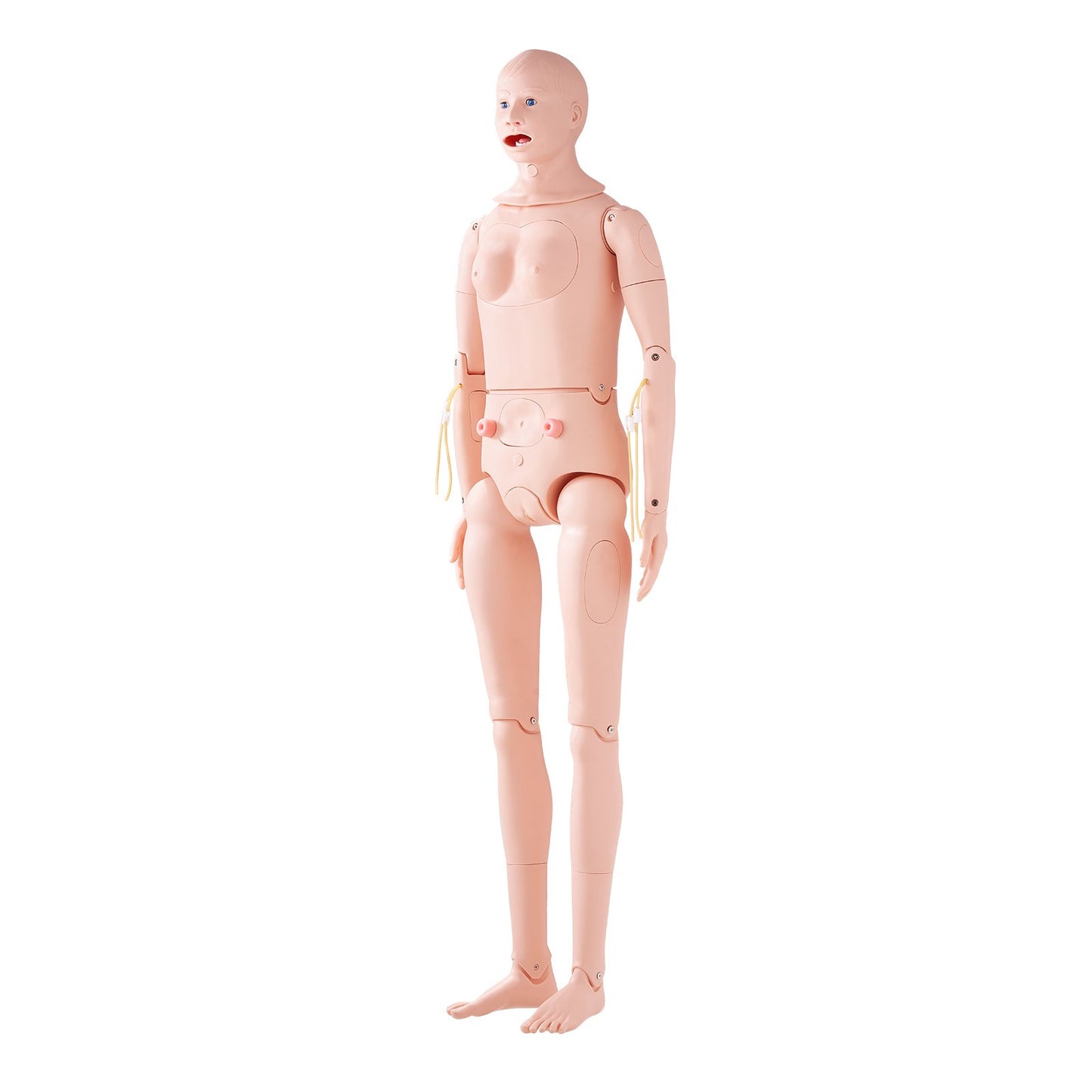 Nursing Training Manikin, Male/Female Life Size Demonstration Human Manikin for Nursing Training, Multifunctional Education Teaching Model, PVC Anatomical Mannequin Body Care Simulator Model