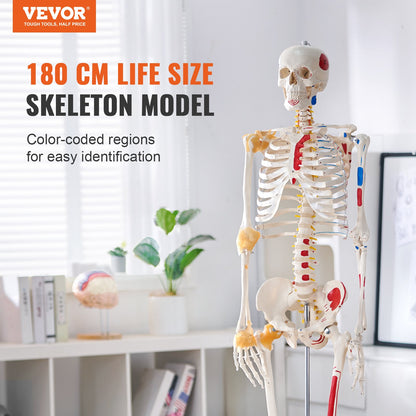 Human Skeleton Model for Anatomy, 1820 mm Life Size, Accurate PVC Anatomy Skeleton Model with Ligaments, Movable Arms, Legs & Jaw, with Muscle Origin & Insertion Points, for Professional Teaching