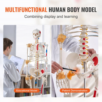 Human Skeleton Model for Anatomy, 1820 mm Life Size, Accurate PVC Anatomy Skeleton Model with Ligaments, Movable Arms, Legs & Jaw, with Muscle Origin & Insertion Points, for Professional Teaching