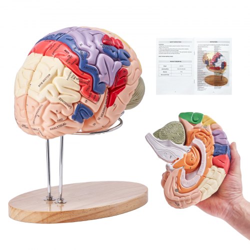 Human Brain Model Anatomy, 2X Life-Size 4-Part Human Brain Anatomical Model with Labels & Display Base, Color-Coded Detachable Brain Model for Science Research Teaching Learning Study Display