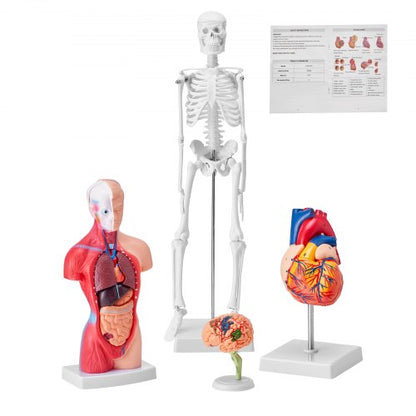 Human Anatomy Models Bundle Set, Brain, Human Torso Body, Heart, Skeleton Model Set of 4, Hands-on 3D Model Study Tools Teaching Models for Physiology Students or as Educational Kit for Kids