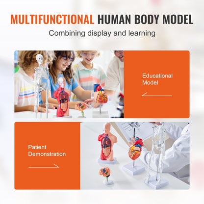 Human Anatomy Models Bundle Set, Brain, Human Torso Body, Heart, Skeleton Model Set of 4, Hands-on 3D Model Study Tools Teaching Models for Physiology Students or as Educational Kit for Kids