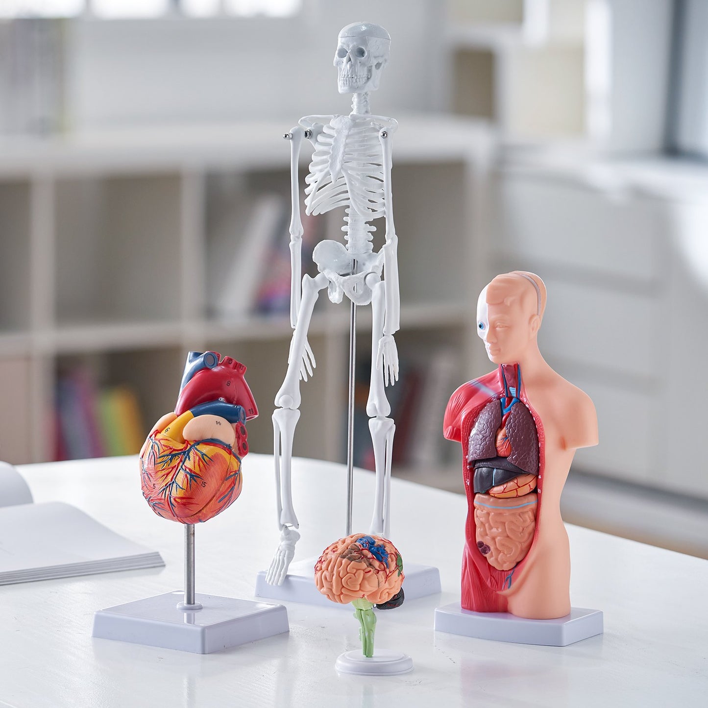 Human Anatomy Models Bundle Set, Brain, Human Torso Body, Heart, Skeleton Model Set of 4, Hands-on 3D Model Study Tools Teaching Models for Physiology Students or as Educational Kit for Kids