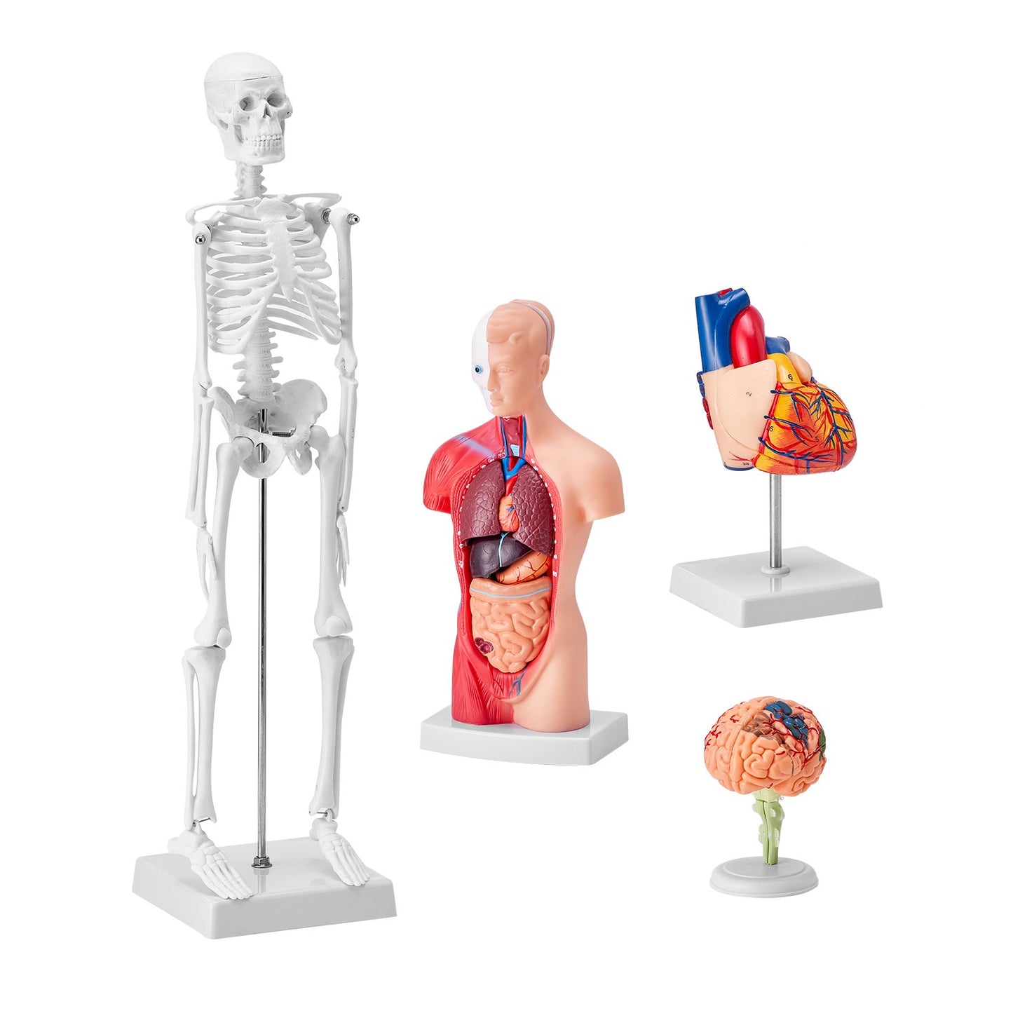 Human Anatomy Models Bundle Set, Brain, Human Torso Body, Heart, Skeleton Model Set of 4, Hands-on 3D Model Study Tools Teaching Models for Physiology Students or as Educational Kit for Kids