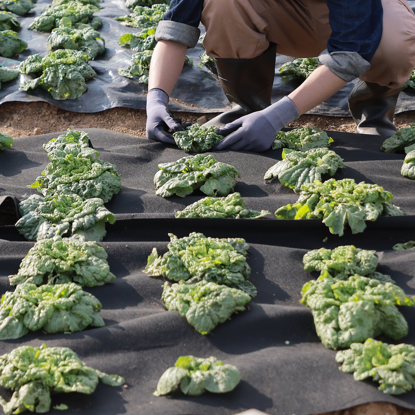 Größe, 15x20FT großes Geotextil für die Landschaftsplanung, Hochleistungs-Garten-Unkrautschutz, 4OZ-Landschaftsgröße, French Drains-Drainagegröße, Marktrückgewinnungskapazität